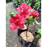 Red Azalea - Rhododendron Simsii - Vibrant Red Flower - Elegant Flowering Live Indoor Plant
