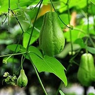 Delicious Chayote semi di ortaggi 20Pcs:Seeds Only