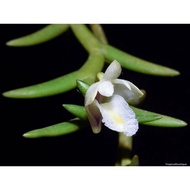 Augustfame - Dendrobium Kentrophyllum Orchid