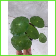 ❤ ♣ CHINESE MONEY PLANT (PILEA PEPEROMIOIDES)