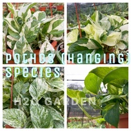 H2O - Money Plant / Pothos / Njoy 白金葛 / Green 绿箩 / Manjula 白泉黃金葛 / Marble Queen 大理石紋黃金葛 / Hanging / 