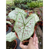 CALADIUM-  Strawberry Star- KELADI PUTIH PINK