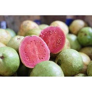 SWT NURSERY～POKOK BUAH JAMBU BATU ISI MERAH//PINK GUAVA红心番石榴