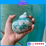 (GIANT Cup) MOON Snail Shell with JADE EYES SIZE MAX DECOR DECORATION, PIGMENTATION Snail SOUVENS GI