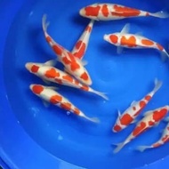 Jual Anakan Ikan Koi Kohaku import 12cm Berkualitas