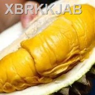 【New stock】☈❈✶Anak Pokok Durian Musang King CEPAT BERBUAH