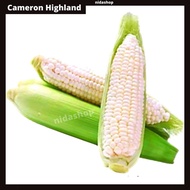 Jagung Susu Buah Cameron Highland Fruits Suhu Rendah Fresh Food Fruit Corn Tanah Tinggi