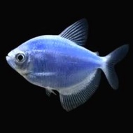 【冠昱水族】藍磚魚- 螢光磚魚 高級餌料 造景水草