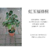 心栽花坊-虹玉福祿桐/虹玉川七/7吋/室內植物/觀葉植物/售價260特價220