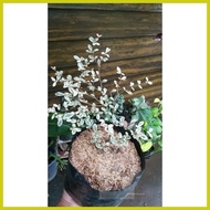 ◕ ☼ ◳ Variegated African Talisay rare