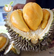 [HOT SELLING] D200 DURIAN DURI HITAM/ Black Thorn/ Orchee Pokok Size Besar teknik kawin polo #homega