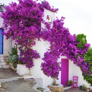 Colorful Dwarf Bougainvillea Flower Seeds for Planting (100 Seeds ) Benih Bunga Bougainvillea Pants