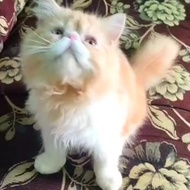 kucing persian peaknose