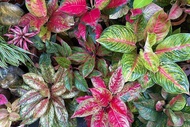 Aglaonema varieties (actual photo)