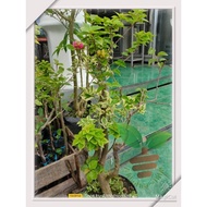 Ready Bibit Bunga Bougenville Semi Bonsai | Batang Besar Stek 3_4Warna