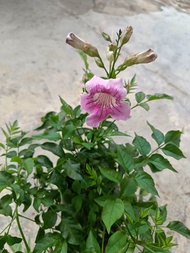 tecoma pink outdoor plant