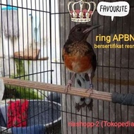 Burung Murai Batu Trotol Jantan Medan Non Gembung Ring Apbn ~Ori