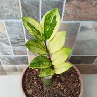 Tanaman Hias Zamia Kulkas Varigata