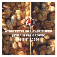DOC Anak Ayam Petelur LAYER SUPER Strain Isa Brown