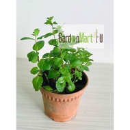 <GardenMart4U> Pudina Mint Herbs Plant Pokok Herba Pudina 薄荷