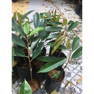 🔥ANAK POKOK DURIAN MUSANG KING HYBRID/D197🔥BERBUAH RENDAH