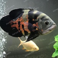 Readyyy Ikan Oscar Tiger Batik Sise 9-20cm / Ikan Hias / Ikan Predator / Oscar