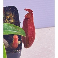 Nepenthes x Lady Luck (9cm pot)