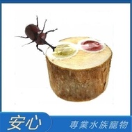 [Safe Aquarium] Beetle Jelly Table Single Hole Double Hole (with Jelly) Stag Beetle Unicorn Insect J