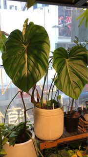 leaf length 43cm] Philodendron ‘Dean McDowell’ 麥兜蔓綠絨