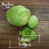 Iceberg Lettuce Vegetable Seeds - 200 Seed *Pot Friendly* Tanam Pasu Sayur Bola 球生菜种子 - Mango Garden