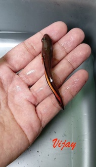 Channa / Gabus TOMAN - Ikan Hias Snakehead Fish