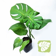 Monstera Deliciosa (Polysbag) IOB