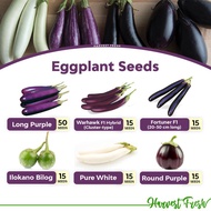 spot seedsEggplant Seeds Long Purple Talong Warhawk F1 Ilocano Bilog White Eggplant Fortuner F1 RPXM
