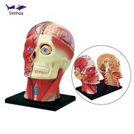 Simhoa 4D Assembled Humans Skeleton Anatomical Model Teaching Supplies Education Toy Sciences Anatom