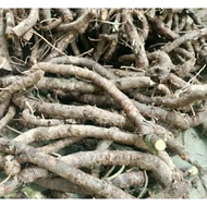 Combo 3kg of millennium roots, cut out roots (fresh roots)