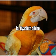 Telur fertil siap tetas  macaw Hyacinth albino 2 butir 100% menetas