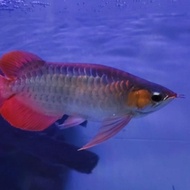Ikan Arwana Super Red Semi king