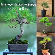 black pine bonsai/黑松盆景  (盆栽/bonsai plant/live plant/outdoor plant）