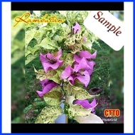 ◸ ≅ ➤ SALE!!!  RARE ROOTED BOUGAINVILLEA