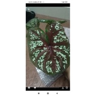 Rare Caladium/Keladi Thailand/Pratyamon/Darth Maul