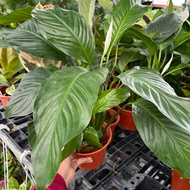 Peace Lily / Spathiphyllum Plant / Pokok Spathiphyllum / Indoor Plant / Live Plant