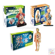 Human Torso Body Anatomy Model with Removable Parts Body Science Classroom Demonstration Realistic