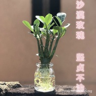 Sg Aquatic Desert Rose Hydroponic Plant Green Plant Potted Plant Indoor Good Cultivation Flower Duck