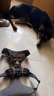 Ruffwear 狗帶 胸背帶 中碼