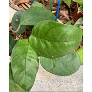 NH** Hoya Fungii Wax Plant