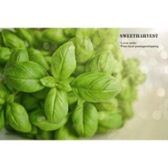 25 seeds Genovese Basil/ Sweet Basil