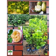 SJH - Anak Pokok Limau Bali (Isi Putih) / Pomelo (white) Seedling [Real Plant/Live Plant/Pokok Hidup
