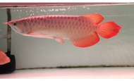 Arwana super red 40 cm