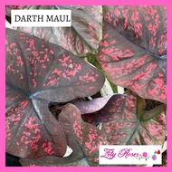 (READY STOCK) KELADI RARE 7 LUCK ZETY ROSES