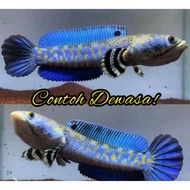Channa Blue Pulchra Baby Sehat dan Rakus Ikan Cana Gabus Hias